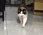 Cat Spring Toys - 5 Color Bundle | Durable Plastic Interactive Toy for Indoor Kittens to Hunt, Bite, Self-Play(10Pcs)