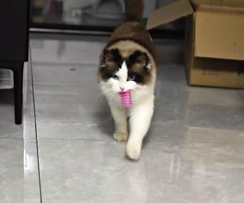 Cat Spring Toys - 5 Color Bundle | Durable Plastic Interactive Toy for Indoor Kittens to Hunt, Bite, Self-Play(10Pcs)