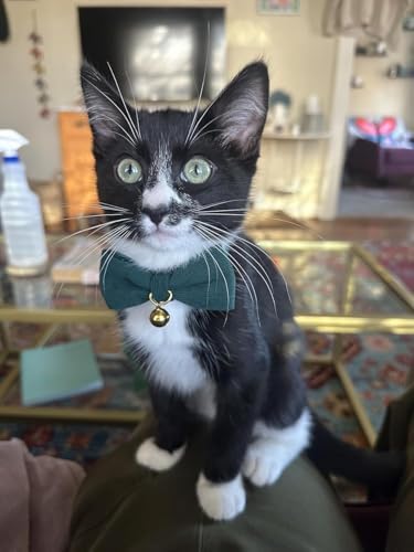 2 Pack Soft Corduroy Cat Collars with Bow Tie & Bell, Adjustable Breakaway Cotton Kitty Bowtie Collar for Girl Boy Kitten (Orange & Green)