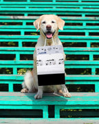 100 White & Black 2-Ply Dog Waste Bags on 1 Dog Waste Bag Station Header - 300% Thicker than mini roll dog waste bags - no more warm & yuck feeling