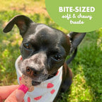 Softies 6 oz. Bag, Soft & Chewy, Natural Roasted Chicken Flavor Dog Treats, Oven Baked in The USA