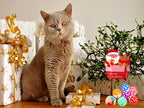 25 Pack Christmas Cat Toy, Kitten Toy Bag Set Assorted with Cat Spring Toy, Cat Ball Toy, Crinkle Cat Toy, Mouse for Cats Interactive Play