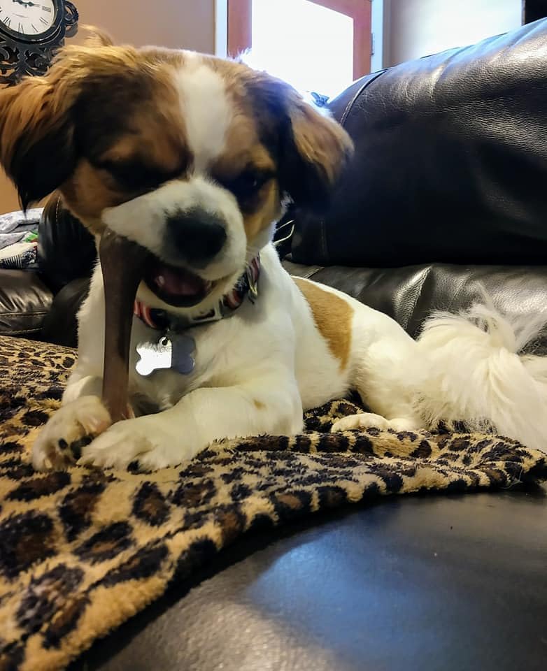 Bone - Made with Strong Bamboo Fiber, Durable Long Lasting Dog Chew for Light to Moderate Chewers, Great Toy for Adult Dogs & Teething Puppies Under 25lbs, 5.75in, Bacon Flavor