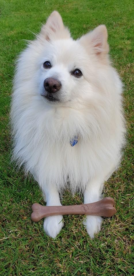 Bone - Made with Strong Bamboo Fiber, Durable Long Lasting Dog Chew for Light to Moderate Chewers, Great Toy for Adult Dogs & Teething Puppies Under 25lbs, 5.75in, Bacon Flavor