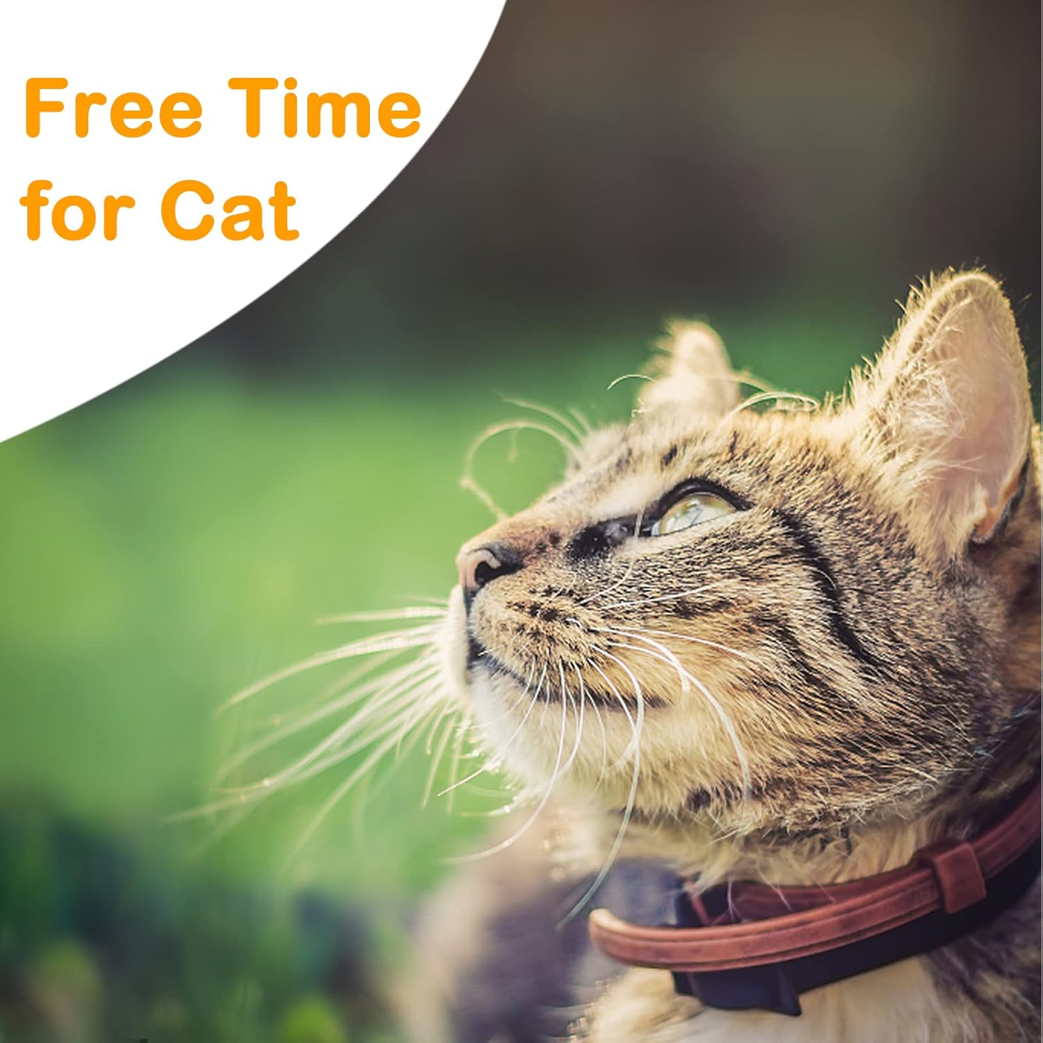 Extra Long Cat Leash for Yard, Lightweight Outdoor Cat Leash Long Light Extension, Long Thin Lead for Rabbits, Kitten, Puppy and Small Animals