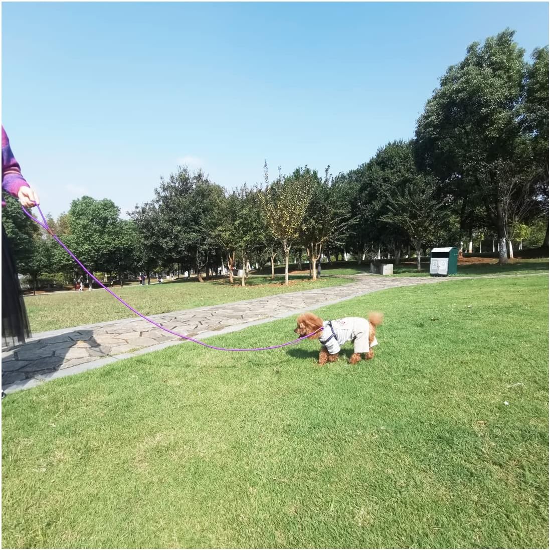 Small Dog Leash, 1/4" by 6/8/10 FT Lightweight Strong Nylon Rope Leash, Bright Classic Lead for Small Pets/Puppy/Cat