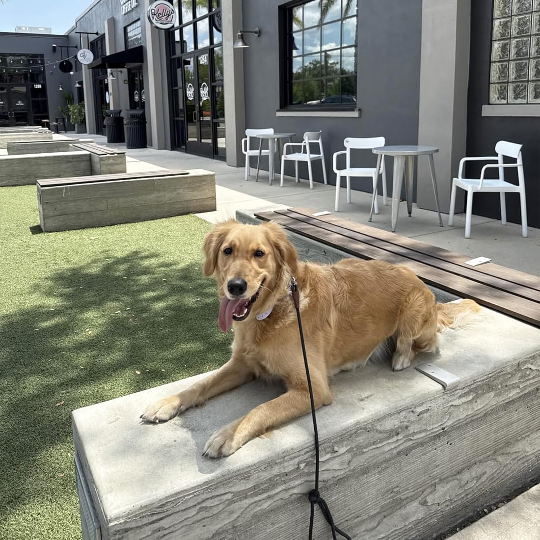 Small Dog Leash, 1/4" by 6/8/10 FT Lightweight Strong Nylon Rope Leash, Bright Classic Lead for Small Pets/Puppy/Cat