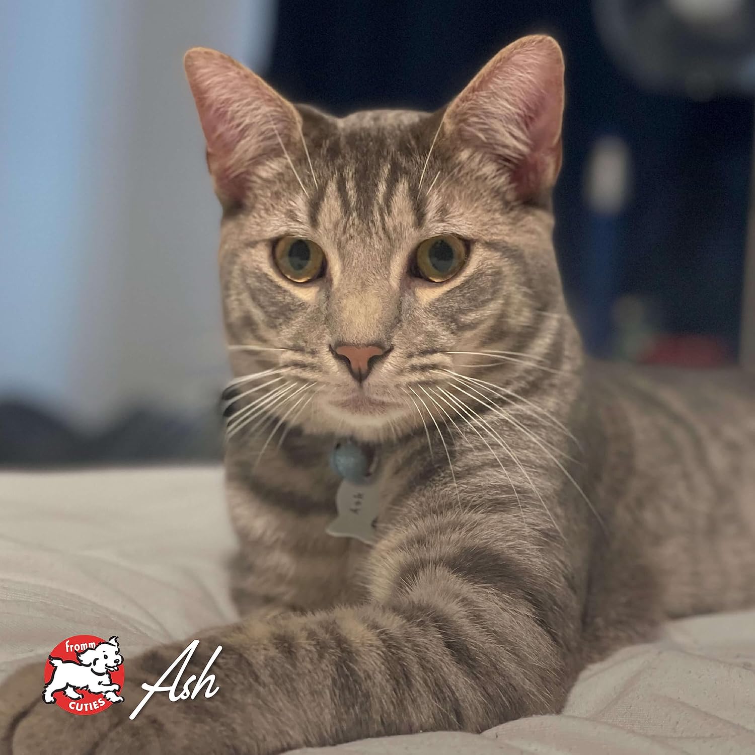 Nutritionals Salmon A La Veg Cat Food - Premium Dry Cat Food - Salmon Recipe - 4 lb