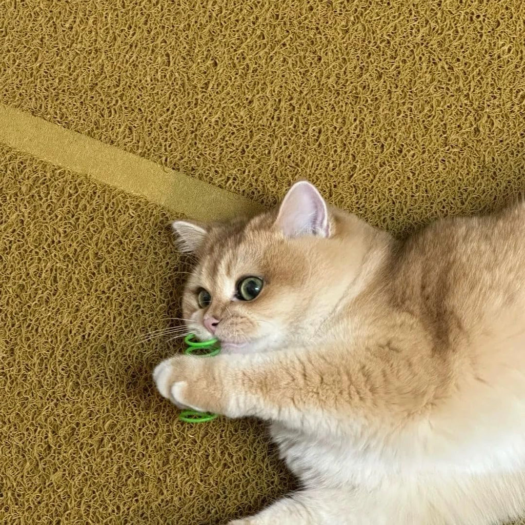 Cat Spring Toys - 5 Color Bundle | Durable Plastic Interactive Toy for Indoor Kittens to Hunt, Bite, Self-Play(10Pcs)