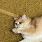 Cat Spring Toys - 5 Color Bundle | Durable Plastic Interactive Toy for Indoor Kittens to Hunt, Bite, Self-Play(10Pcs)