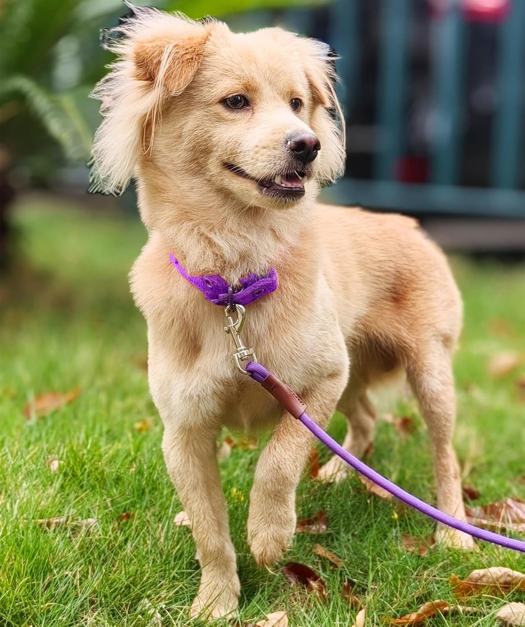 Small Dog Leash, 1/4" by 6/8/10 FT Lightweight Strong Nylon Rope Leash, Bright Classic Lead for Small Pets/Puppy/Cat