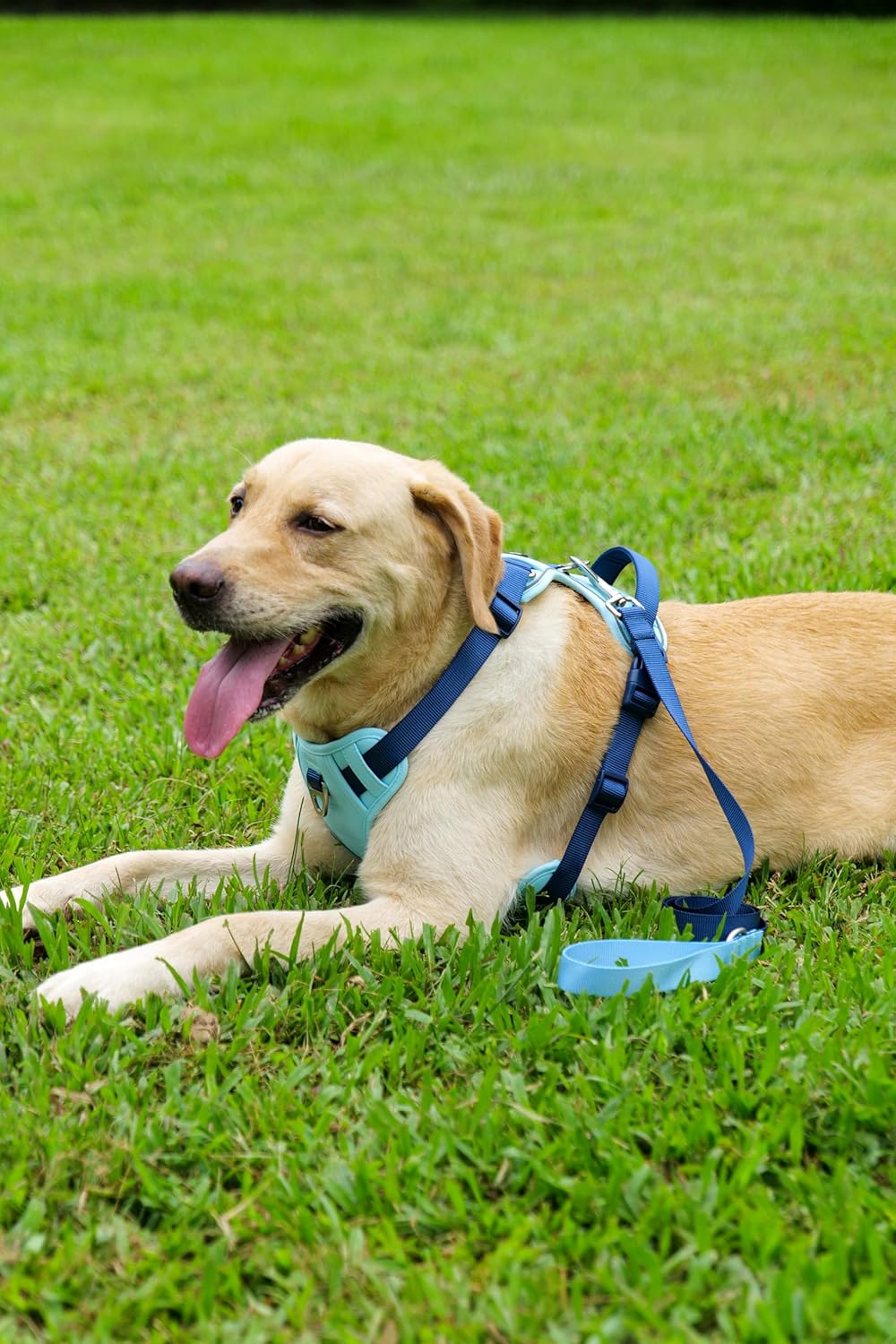 Dog Harness Leash and Collar Set, Soft Adjustable Dogs Vest Reflective and Comfortable Handle Blue Small