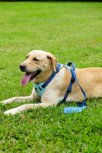 Reflective Dog Harness, Leash & Collar Set (Blue)