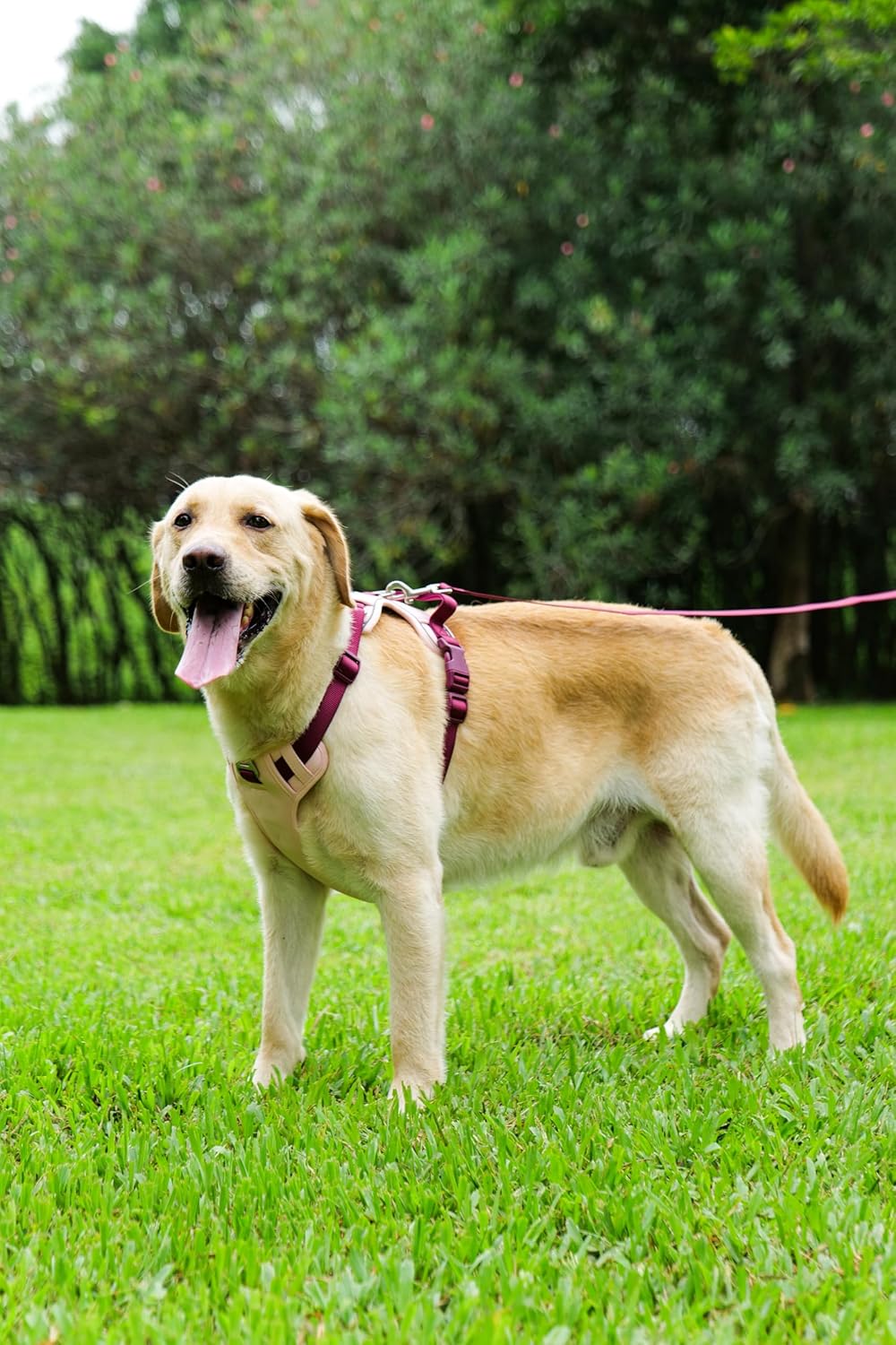 Dog Harness Leash and Collar Set, Soft Adjustable Dogs Vest Reflective and Comfortable Handle Pink Small