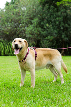 Dog Harness Leash and Collar Set, Soft Adjustable Dogs Vest Reflective and Comfortable Handle Pink Small