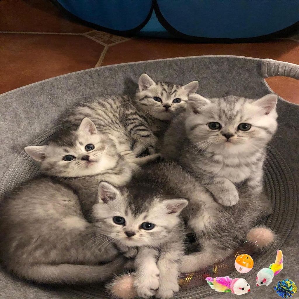 46 PCS Cat Toys for Indoor Cats, Kitten Toys with Cat Spring Toy, Mint Catnip with Crinkle Mouse Ball for Indoor Cats Kittens Exercise