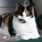 Nutritionals Chicken A La Veg Cat Food - Premium Dry Cat Food - Chicken Recipe - 4 lb