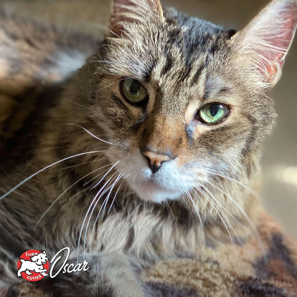 Nutritionals Surf & Turf Cat Food - Premium Dry Cat Food - Salmon Recipe - 4 lb