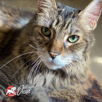 Nutritionals Surf & Turf Cat Food - Premium Dry Cat Food - Salmon Recipe - 4 lb