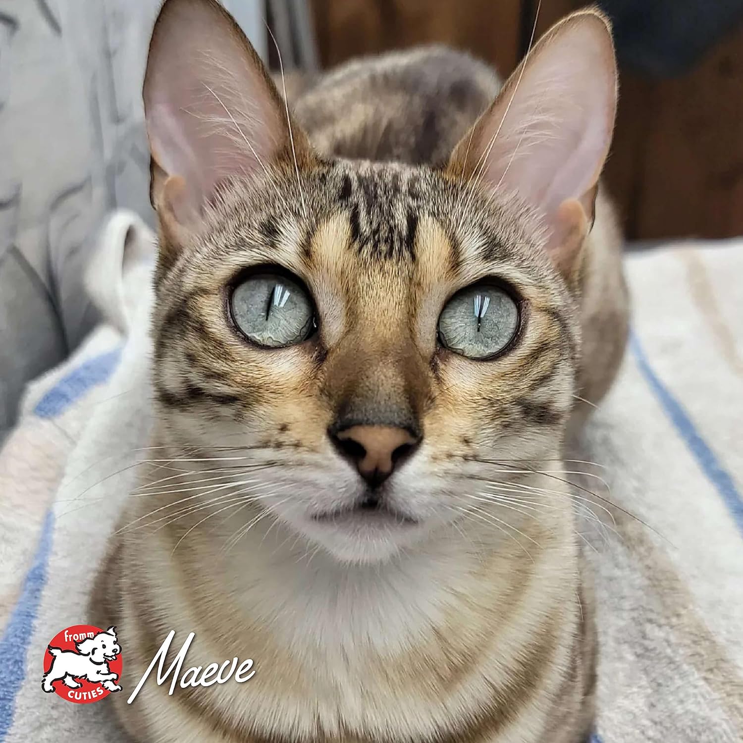 Nutritionals Beef Livattini Veg Cat Food - Premium Dry Cat Food - Beef Recipe - 4 lb