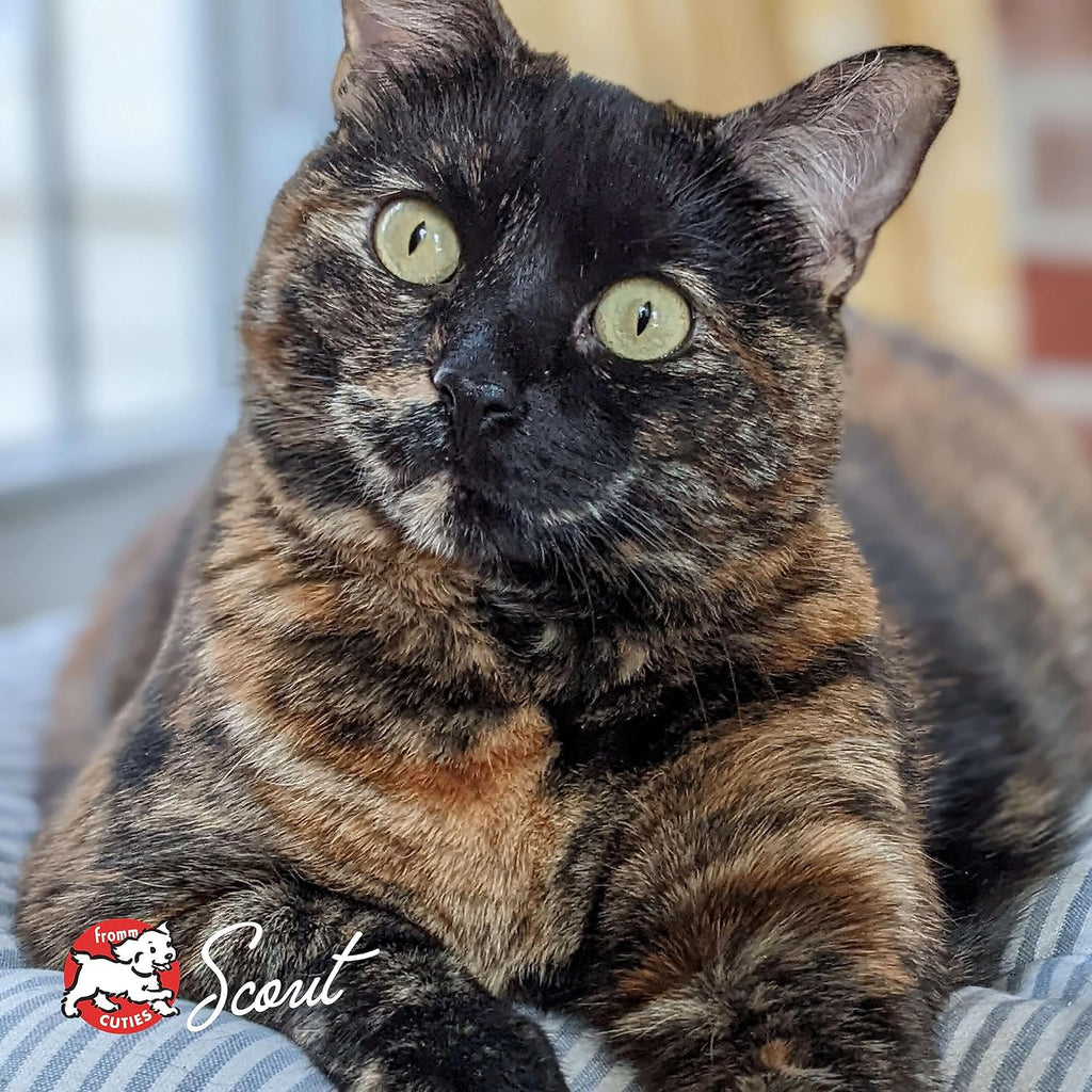 Nutritionals Chicken Au Frommage Cat Food - Premium Dry Cat Food - Chicken Recipe - 4 lb