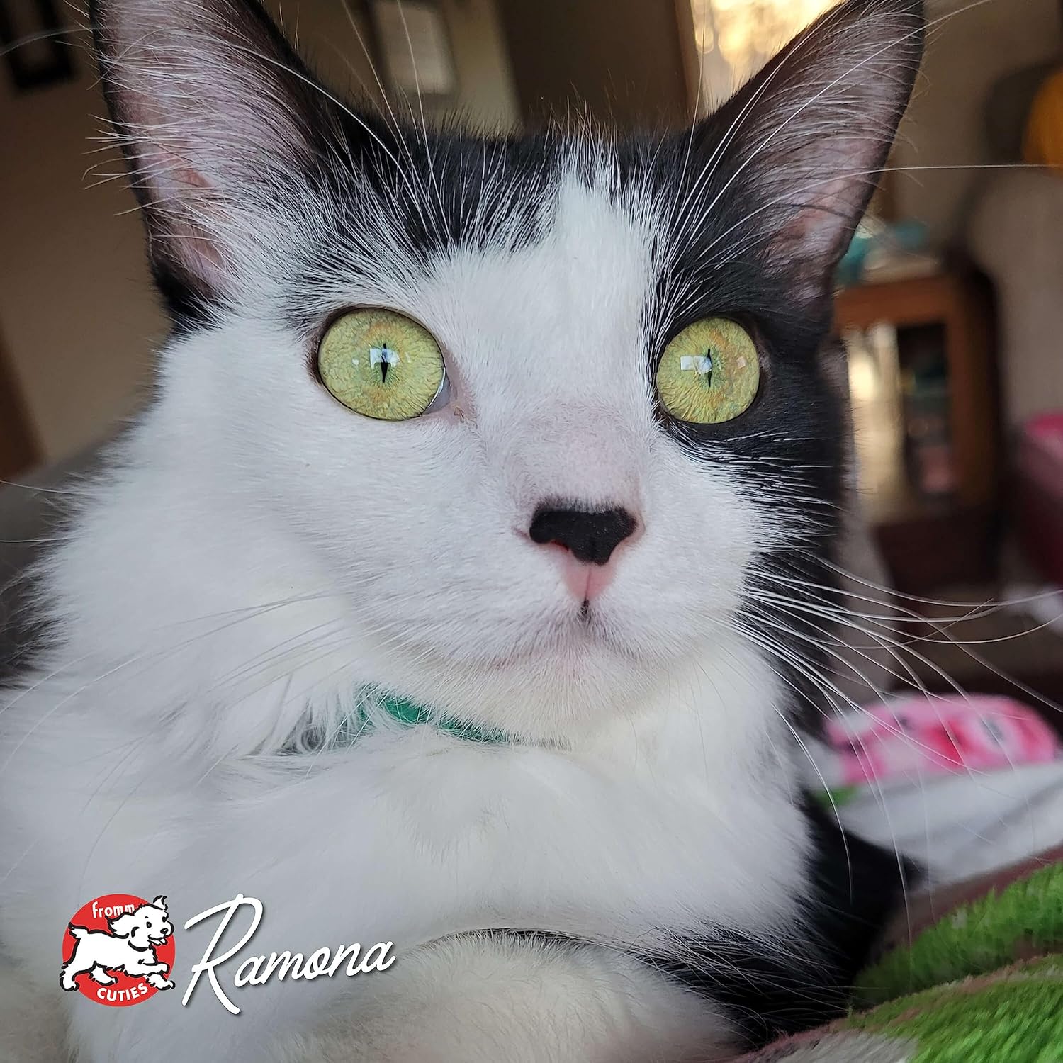 Nutritionals Salmon A La Veg Cat Food - Premium Dry Cat Food - Salmon Recipe - 4 lb