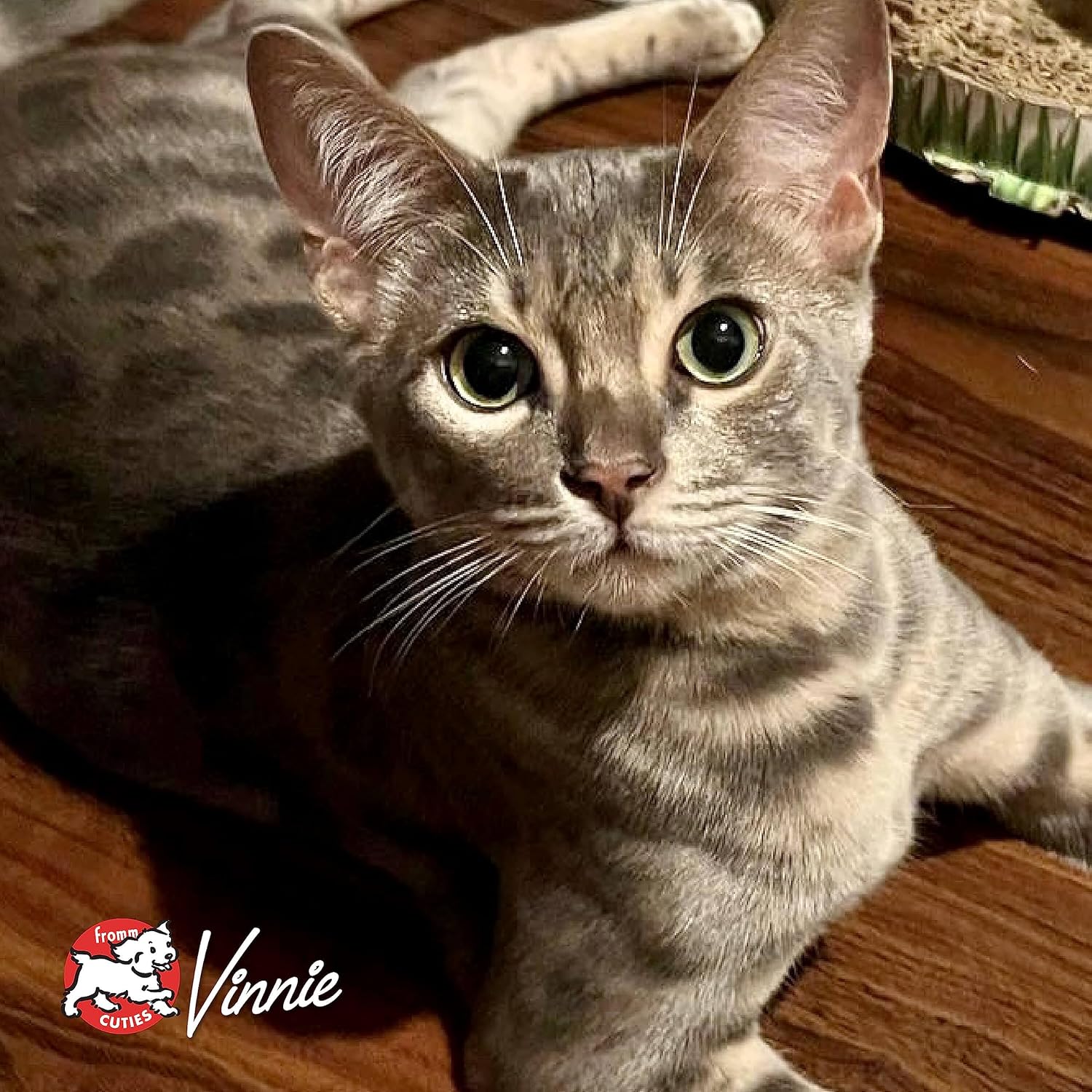 Nutritionals Chicken Au Frommage Cat Food - Premium Dry Cat Food - Chicken Recipe - 4 lb