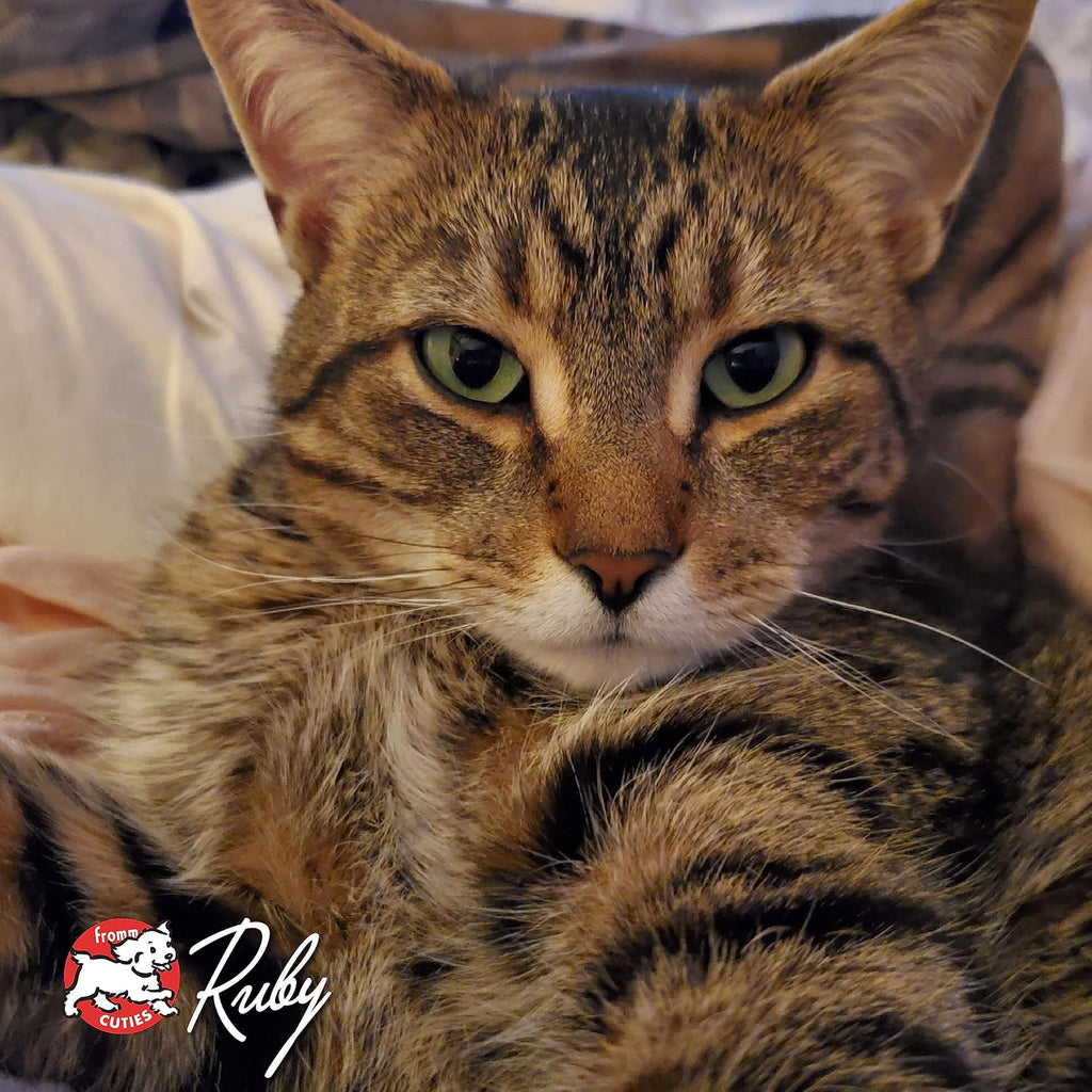 Nutritionals Grain-Free Game Bird Dry Cat Food (4 lb)