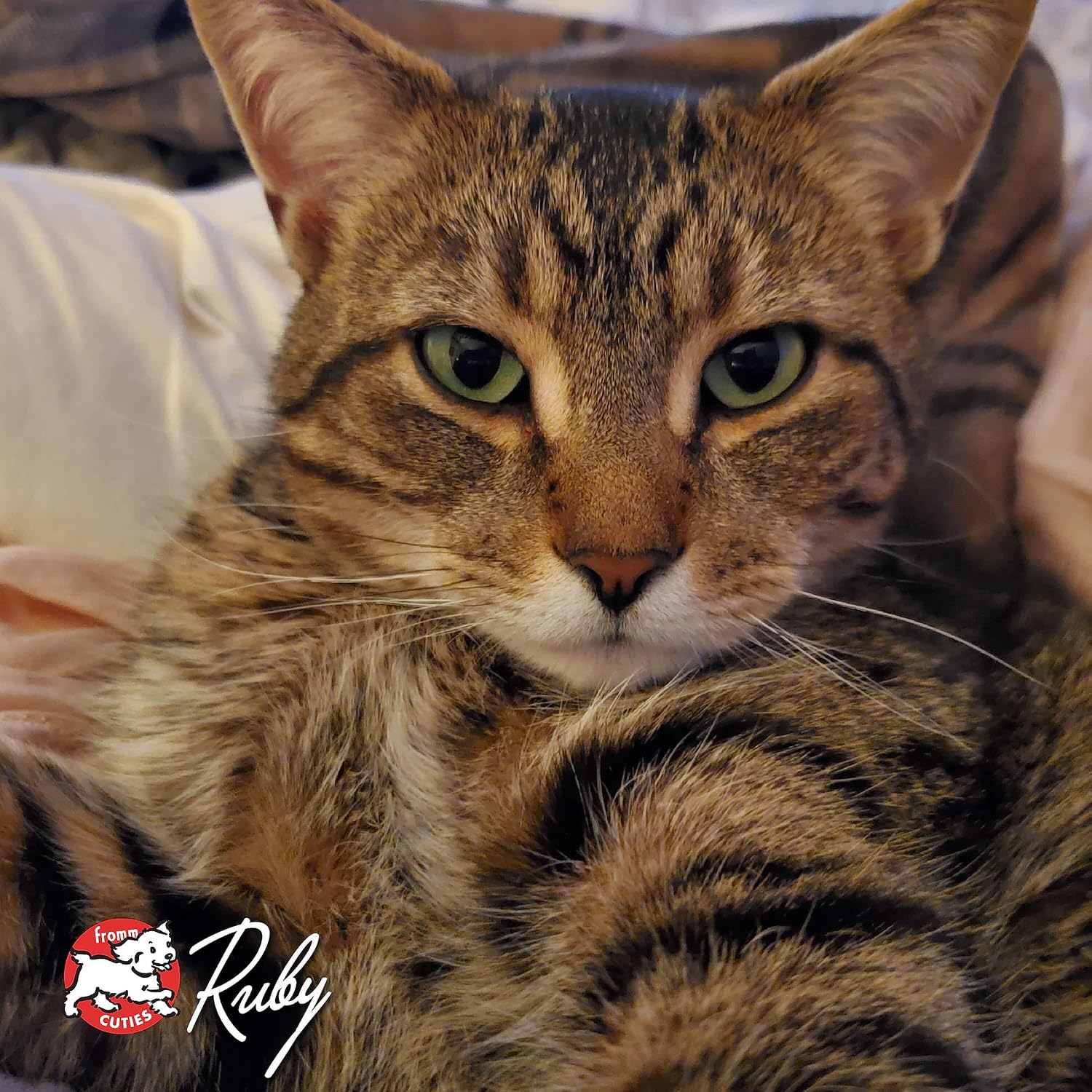 Nutritionals Grain-Free Game Bird Dry Cat Food (4 lb)