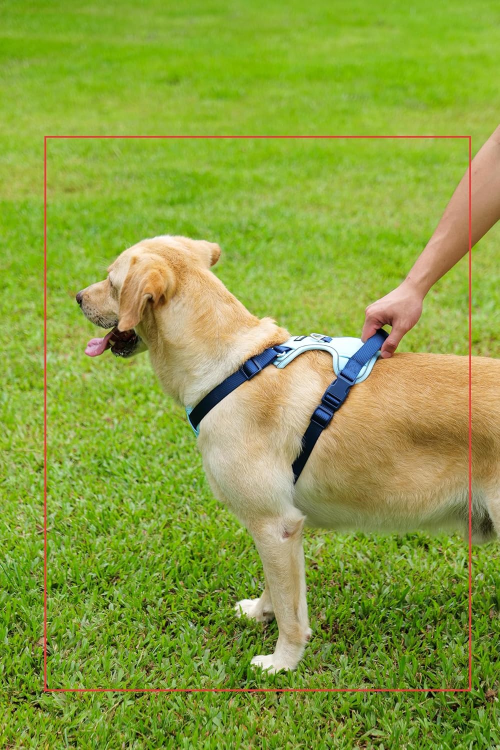 Dog Harness Leash and Collar Set, Soft Adjustable Dogs Vest Reflective and Comfortable Handle Blue Small