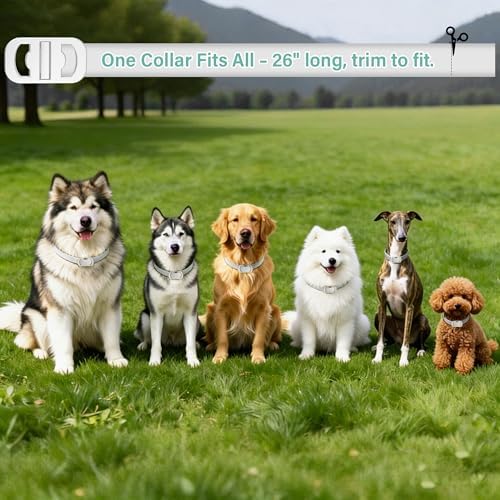 Flea and Tick Collar for Dogs, 6 Pack Natural Flea and Tick Prevention for Dogs in a Waterproof Design with Natural Essential Oils, Adjustable Multi-Pest Repellent Collar for All Dog Sizes