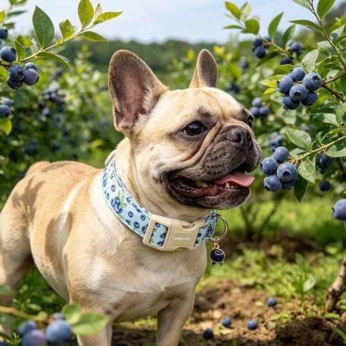 PET Blueberry Dog Collar, Cute Spring Summer Blue Doggy Collars for Puppy Small Medium Large Boy Girl Dogs, for Daily Photos Beach Walking Hiking Picnic-M