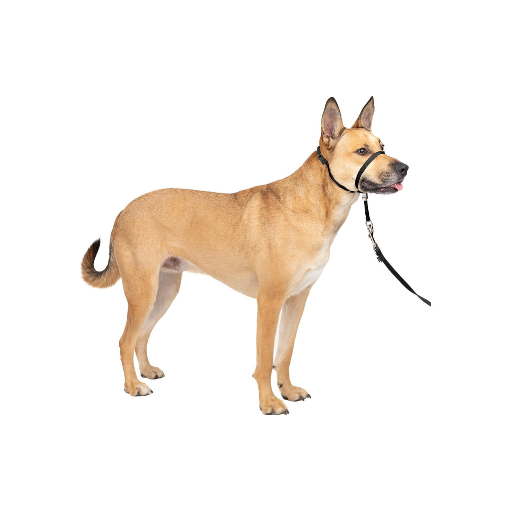 Gentle Leader Headcollar No-Pull Dog Collar - Helps Improve Walks - Durable Nylon Construction - Padded Nose Loop - Adjustable Fit - Comfort Walking Halter - Medium, Black